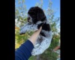 Lagotto Romagnolo štenci